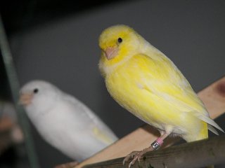 Yellow Canary with White Sister