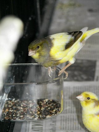 Seed Is Primary Food