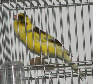 Singing Male
