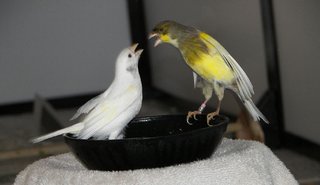 Conflict at the Bath